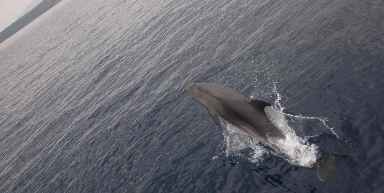 דולפין קופץ מהמים בפלוטילת משפחות בקרואטיה | דרך הים