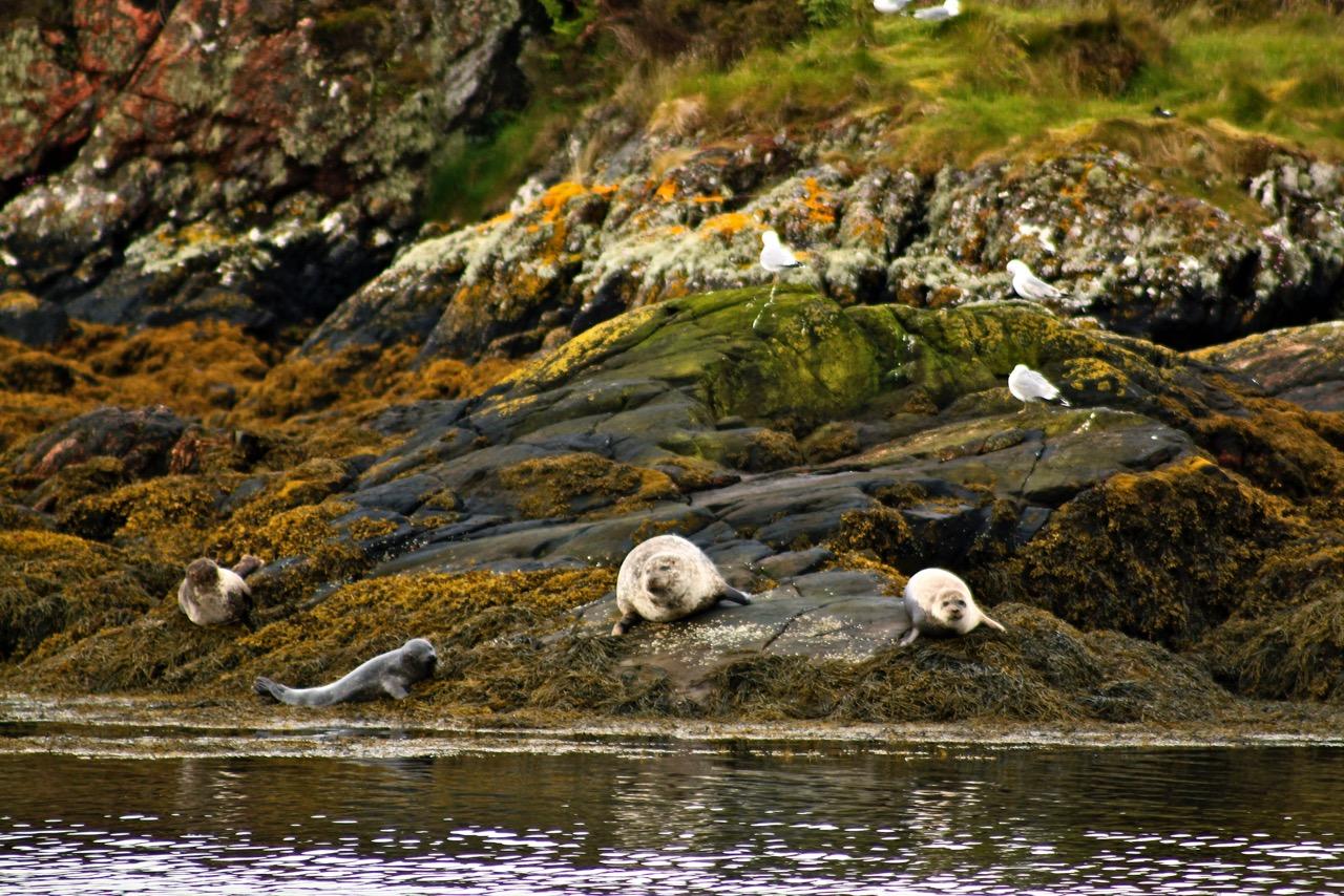 שייט בסקוטלנד - כלבי ים על החוף - דרך הים